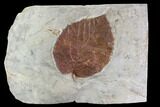 Detailed Fossil Leaf (Davidia) - Glendive, Montana #95295-1